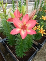 [5037 Arsenal No01.JPG]